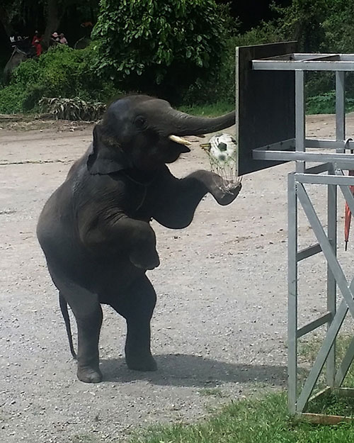 Voi đánh bóng rổ
