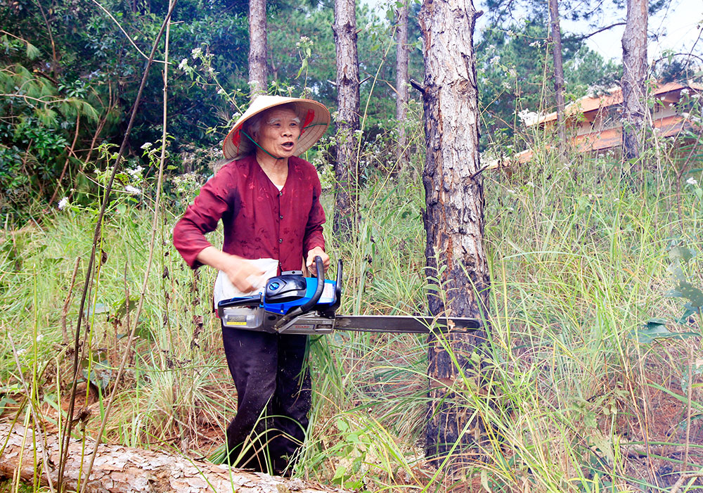 Ông Nguyễn Văn Đúng cưa hạ thông tại tiểu khu 263A