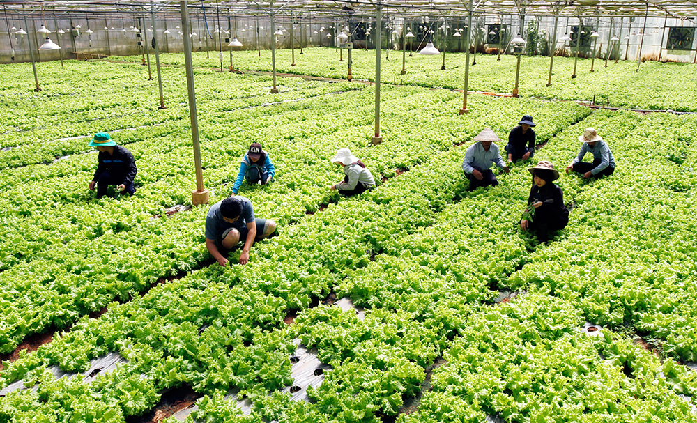 Đào tạo nghề nông nghiệp tại Trường Cao đẳng Nghề Đà Lạt. Ảnh:​ THỤY TRANG