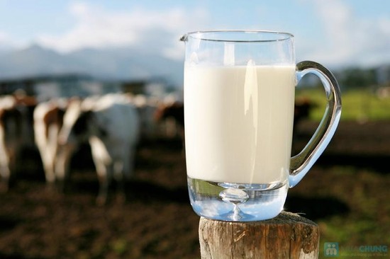 Sữa bò cũng nguy hiểm khôn lường