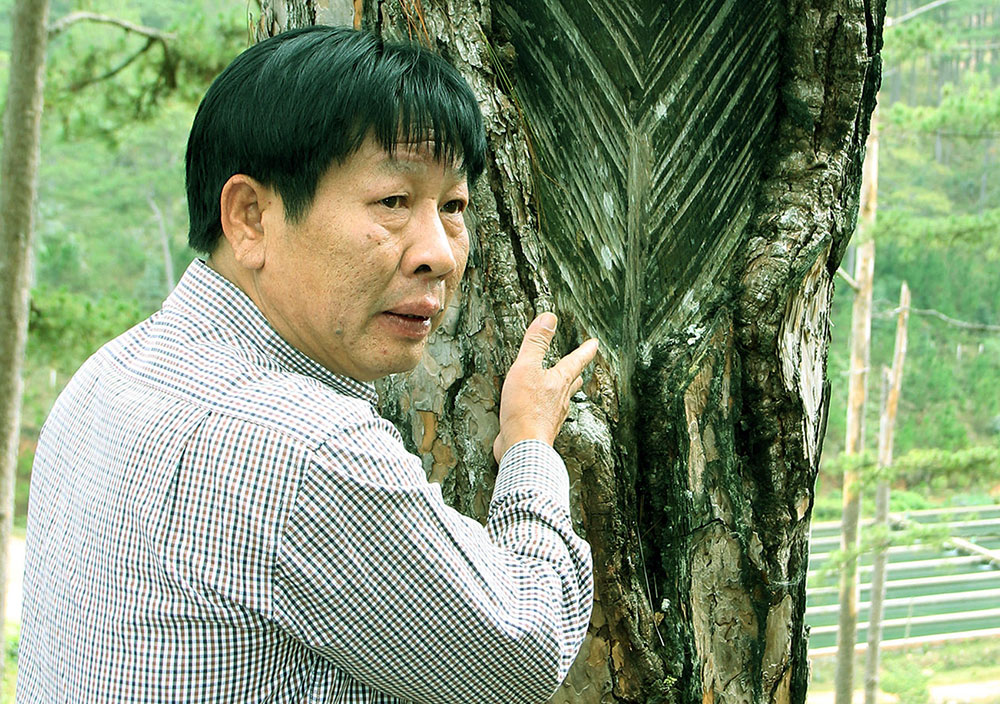 Trồng thêm rừng cho Vườn quốc gia Bidoup - Núi Bà