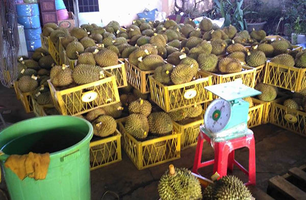Hóa chất ngâm sầu riêng ở Di Linh là chất cấm