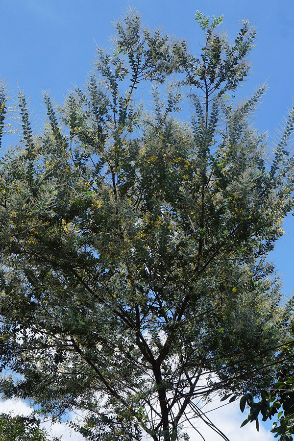 Mimosa từ đâu em tới...