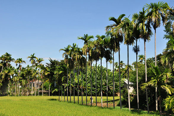 Thương nhớ hàng cau