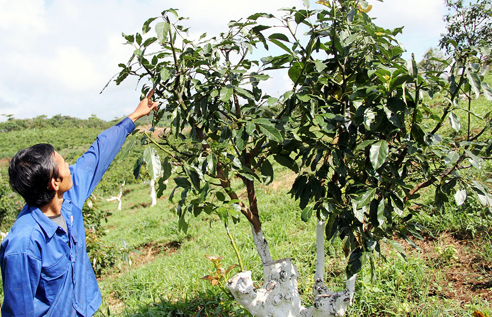 Đau đầu đối phó "bơ tặc"