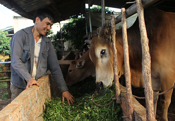 Thanh niên hợp tác chăn nuôi bò