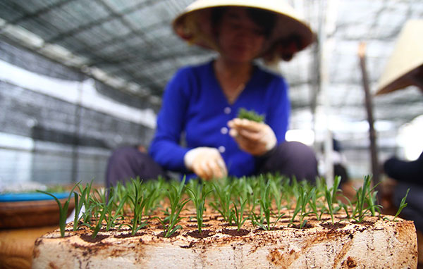 Mẫu cây con được trồng trên giá thể, chăm sóc tại vườn ươm trước khi được đưa đi trồng đại trà