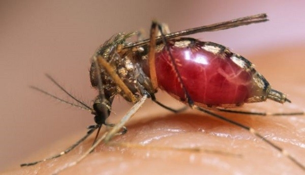 Bệnh do virus Zika tại Việt Nam được cảnh báo trên bản đồ thế giới