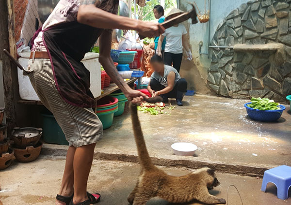 Người làm tại một quán nhậu tại TP Đà Lạt dùng búa đập nhiều nhát vào đầu một con chồn hương để làm mồi nhậu cho du khách có nhu cầu thưởng thức thịt rừng
