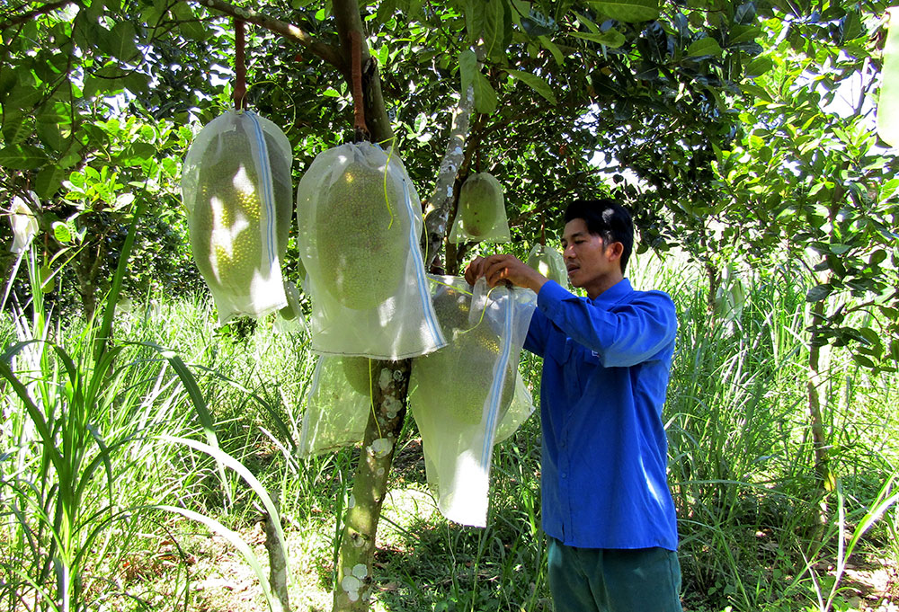 Khởi nghiệp từ ruộng vườn quê nhà