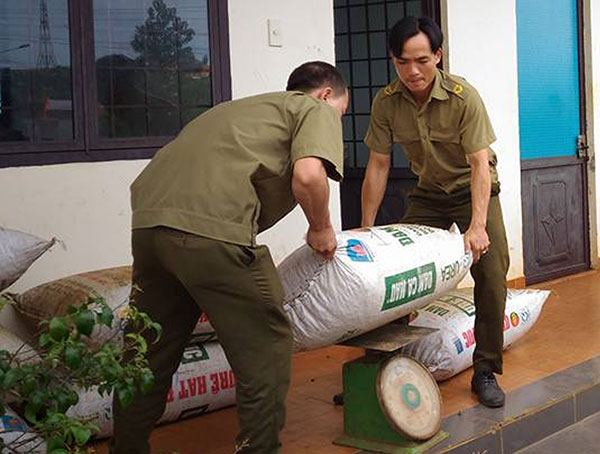 Công an xã Hòa Trung cân để xác định trọng lượng cà phê do 3 đối tượng hái trộm
