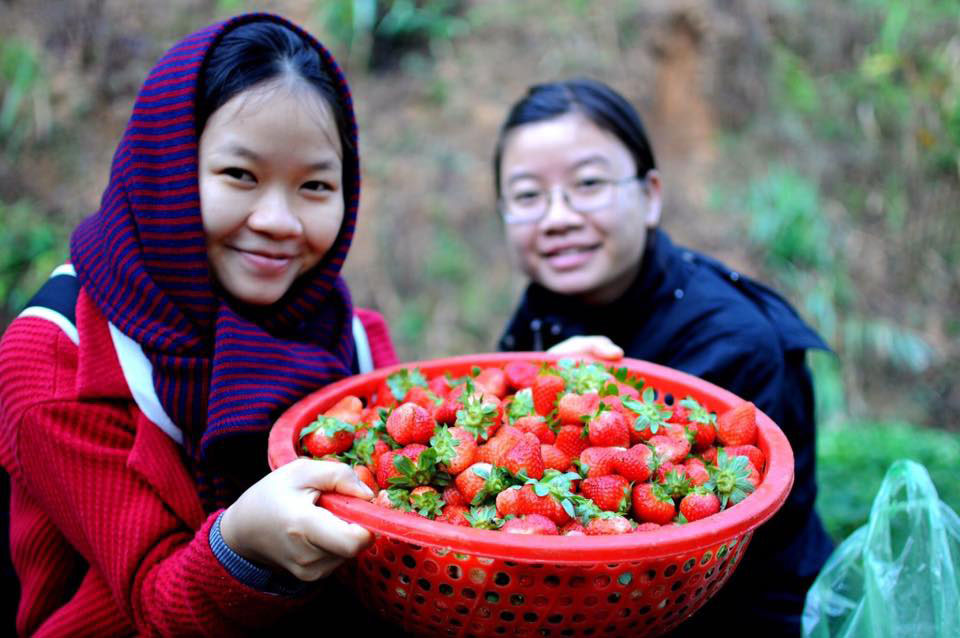 Những "sứ giả" đưa nông sản sạch Đà Lạt tới gần hơn với bàn ăn