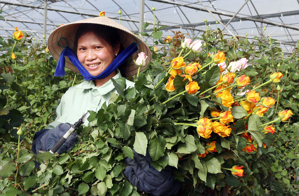 Hoa hồng Hasfarm nổi trội về màu sắc và độ bền. Ảnh: N.Quân