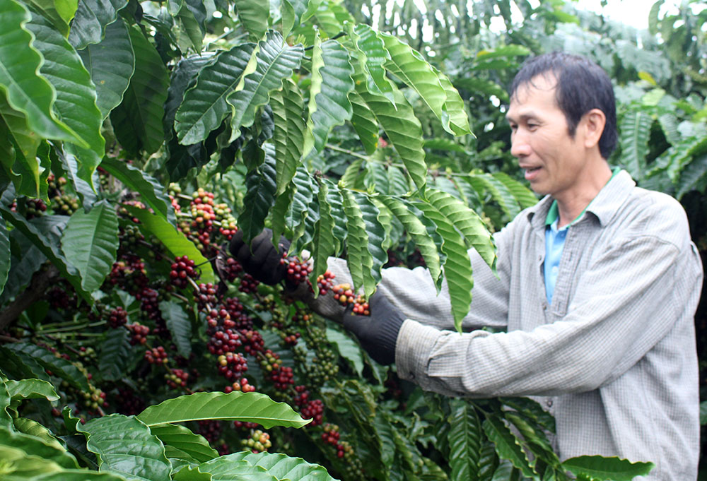 Khó khăn trong việc tái canh cà phê