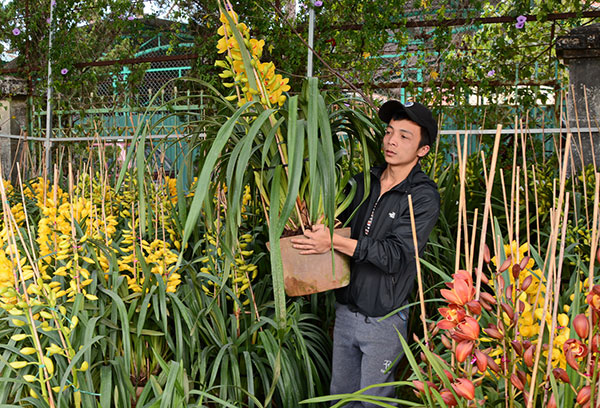 Địa lan Đà Lạt đón tết