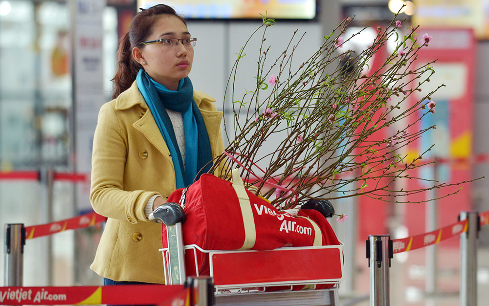 Vietjet vận chuyển mai, đào dịp Tết Đinh Dậu 2017