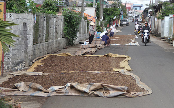 Hàng tấn cà phê nhân của người dân phơi ngoài đường bị kẻ gian lấy trộm