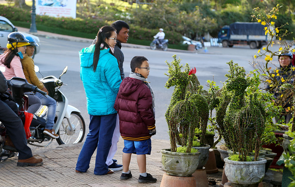 Một gia đình ngắm cây cảnh tạo dáng con gà gần khu vực vòng xoay Thủy Tạ - Ảnh: C.Thành