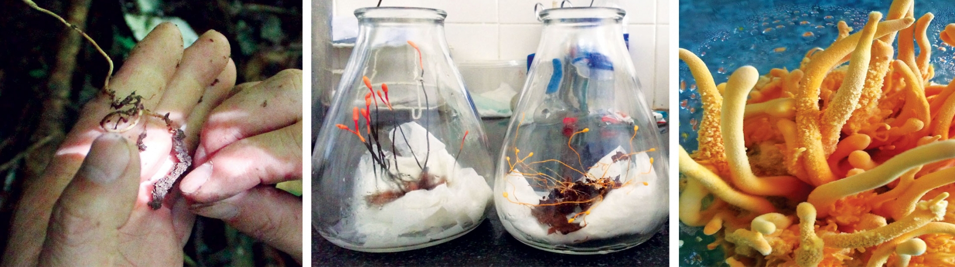 Những cây nấm ký sinh côn trùng vừa đào tại rừng Lâm Đồng. Nấm Cordyceps Nutans nuôi trồng tại Viện của TS Nguyên. Nấm Cordyceps Militaris nuôi trồng tại Viện của TS Nguyên.