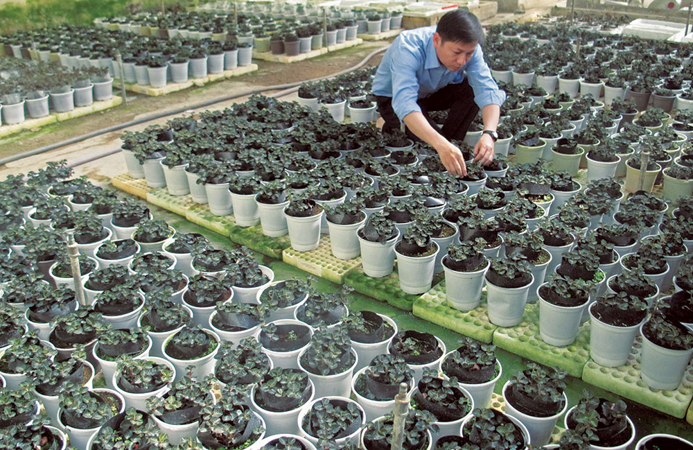 Kỳ công nuôi trồng Lan gấm