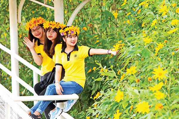 Sắc vàng hoa quỳ. Ảnh: V.Báu