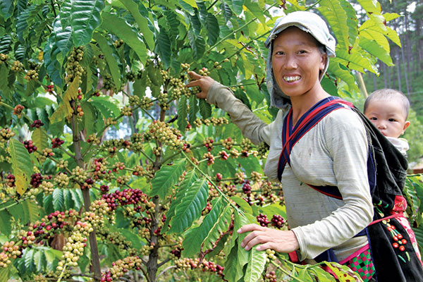 Chị Chảo Mừ Diện hân hoan bởi vụ cà phê chín bói đầu tiên. Ảnh: N.Ngà