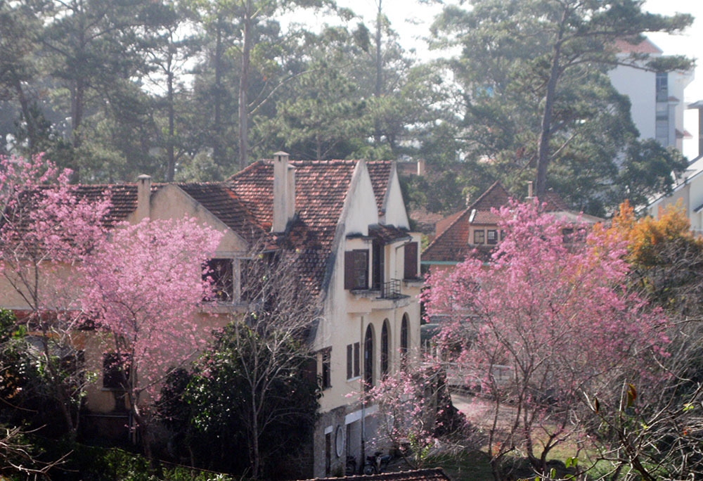 Mong chờ một mùa hoa