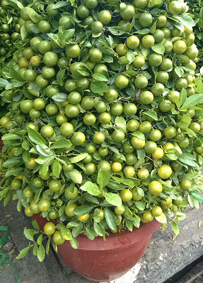 Không nên ăn quả tắc cảnh