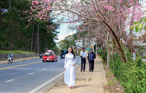 Đà Lạt: Hoa mai anh đào rực hồng phố núi