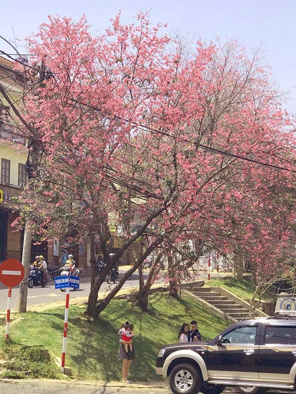Ngắm hoa ở phố Tây.