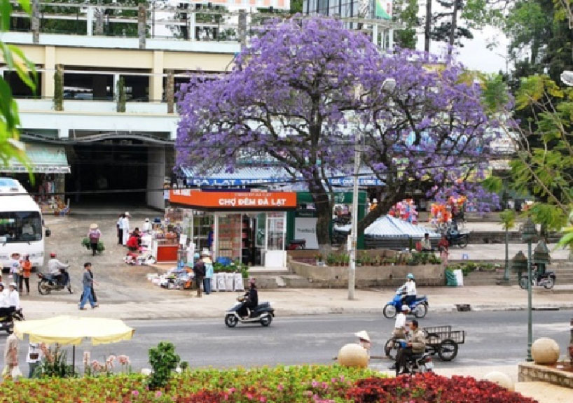 Những cây phượng tím đầu tiên của Đà Lạt