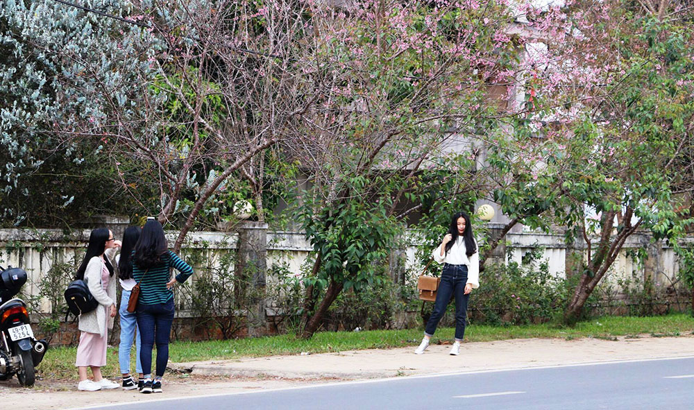 Đà Lạt, lỡ hẹn mùa hoa anh đào