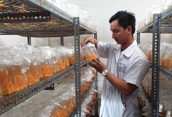 Công ty Vĩnh Tiến - doanh nghiệp đi đầu trong việc nghiên cứu ứng dụng sản xuất thành công nấm đông trùng hạ thảo. Ảnh: T.An