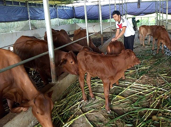 Cán bộ Đoàn mạnh dạn làm kinh tế