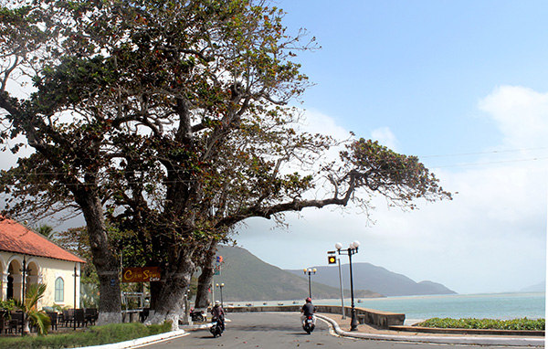 Dưới bóng bàng Côn Đảo