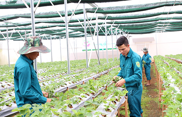 Tăng gia sản xuất, cải thiện đời sống cho cán bộ, chiến sĩ