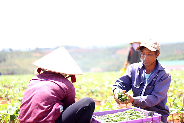 Đổ xô đi làm công nhân nông nghiệp