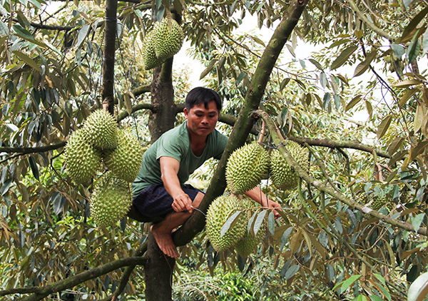 Trộm lộng hành tại "thủ phủ" sầu riêng