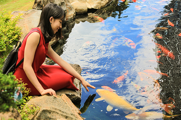 Hồ cá Koi 