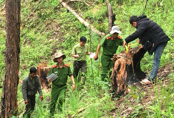 Hàng chục cây thông 3 lá tự nhiên bị lâm tặc chặt hạ