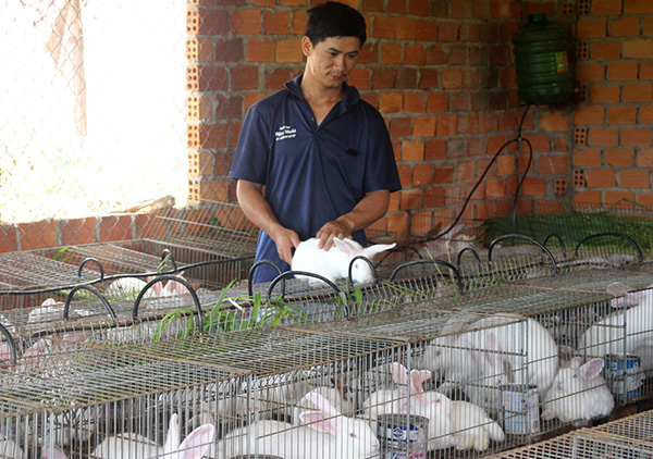 9X khởi nghiệp từ nghề nuôi thỏ
