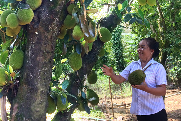 "Tấm áo" đẹp Hà Lâm