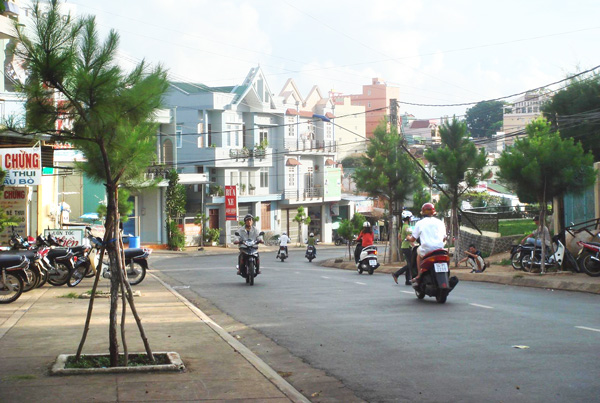Nhớ hàng thông trên phố Pleiku