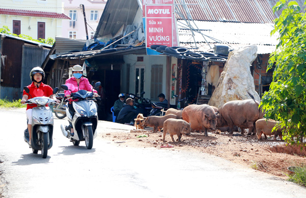 Loay hoay xử lý nuôi gia súc, gia cầm trong nội thành