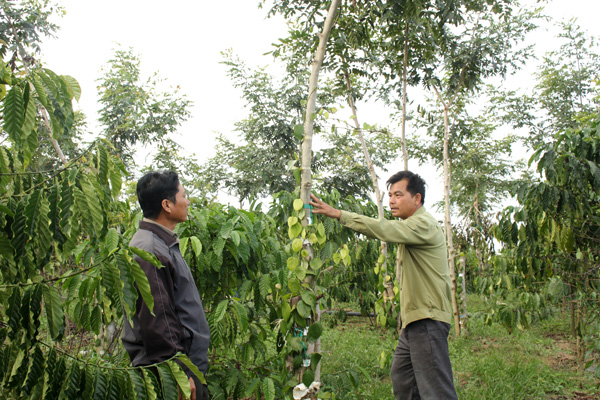 Lâm Hà: Trồng mới trên 762 ha rừng trên đất lâm nghiệp bị lấn chiếm