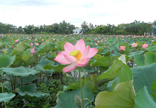 Mùa sen xứ Huế