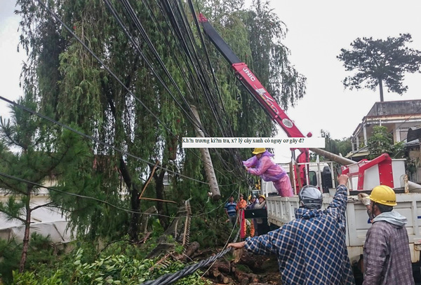 Khẩn trương kiểm tra, xử lý cây xanh có nguy cơ gãy đổ