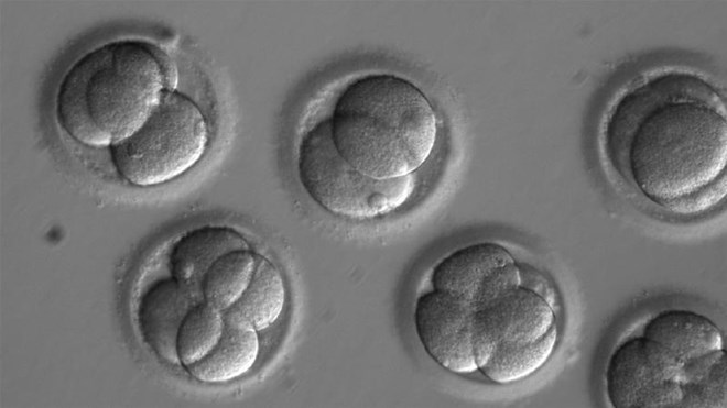 Lần đầu thành công trong thử nghiệm công nghệ chỉnh sửa gene