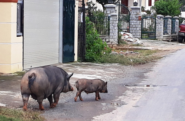 Khốn khổ vì heo nuôi thả rông quậy phá nội ô Đà Lạt