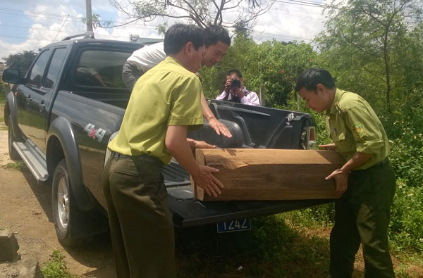 Tạm giữ tang vật nghi thông đỏ để giám định chủng loại